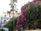 Kādas krāšņas viesnīcas fasāde. Tūristi uz šejieni dodas skaista Mirabellas līča un Spinalongas salas dēļ, kas neliek vilties nevienam atbraukušajam.  8