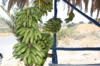 Par niecīgu naudiņu ikkatrs var nopirkt svaigus, ķīmiski neapstrādātus banāniņus... Liels PALDIES par bildēm ceļotājai Vinetai Rencei 15