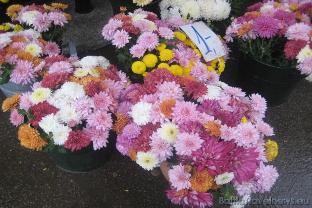 Pat vēlā rudenī tirgū iespējams atrast īpaši skaistus un krāsainus ziedus 38074