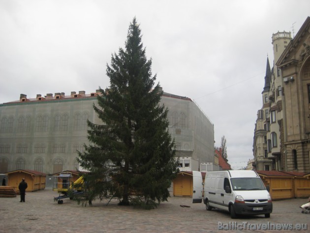 Gan šo koku, gan arī egli, kas atradīsies Rātslaukumā, 23.11.2009 Daugavas mežniecībā izvēlējās Rīgas mērs Nils Ušakovs kopā ar žurnālistiem 38407