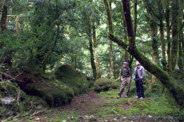 Rietumgruzijas jeb Adžārijas kalnu mežu izskatu ietekmējis turienes subtropiskais klimats. Tajos aug daudz mūžzaļu koku un krūmu 38499