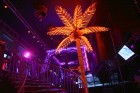 Tādas palmas sagaidīs KaZantip viesus saulainā Krimā 7