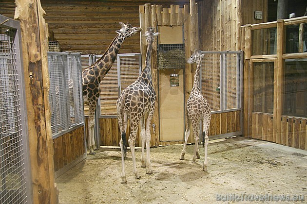 Žirafu māja ir viena no populārākajām vietām Zoodārzā. Starp citu, žirafu darbošanos vari arī vērot ar web kameru starpniecību 38945