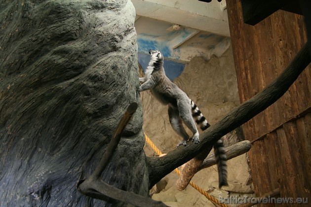 Katas lemurs izklaidē viesus ar straujiem lēcieniem un draisko raksturu 38946