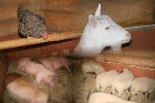 Zoodārza apmeklētāji Lauku sētā var iepazīties arī ar Latvijas mājdzīvniekiem, tostarp papriecāties par nesen dzimušajiem kazlēniem - trīnīšiem 6