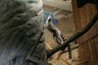 Katas lemurs izklaidē viesus ar straujiem lēcieniem un draisko raksturu 8