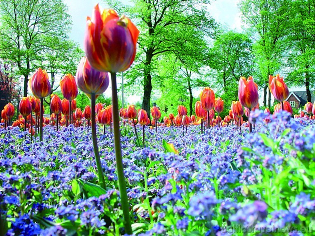 Tulpju ziedēšanas laiks Ālborgas parkā 39059