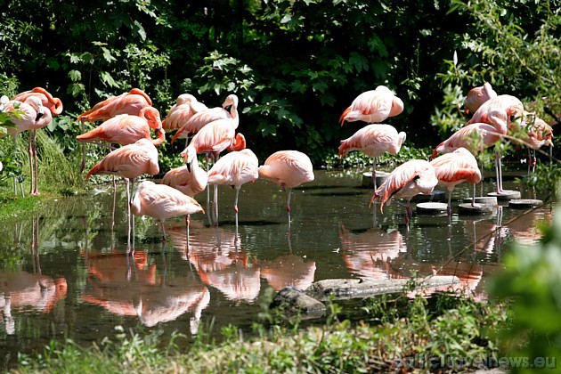 Ālborgā noteikti jāapmeklē arī zooloģiskais dārzs, kur mīt 1600 dažādu dzīvnieku 39064