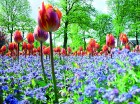 Tulpju ziedēšanas laiks Ālborgas parkā 9