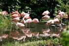 Ālborgā noteikti jāapmeklē arī zooloģiskais dārzs, kur mīt 1600 dažādu dzīvnieku 14