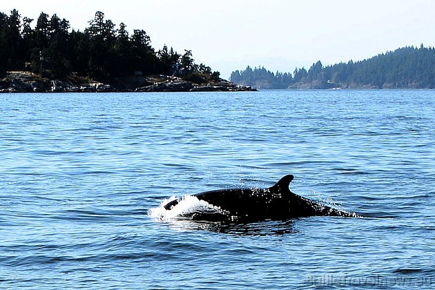 Vankūverā var pat doties vērot vaļus
Foto: Tourism Vancouver 39852