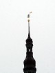 Kas gan nepazīst Tallinas simbolu Veco Tomasu – vēja rādītāju Rātsnama 61,5 metrus augstā torņa galā? 16