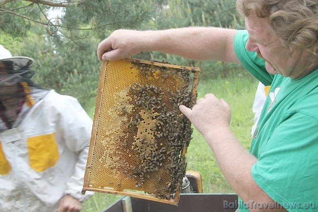 Daudz interesantu dabas noslēpumu var uzzināt no bitenieka 44072