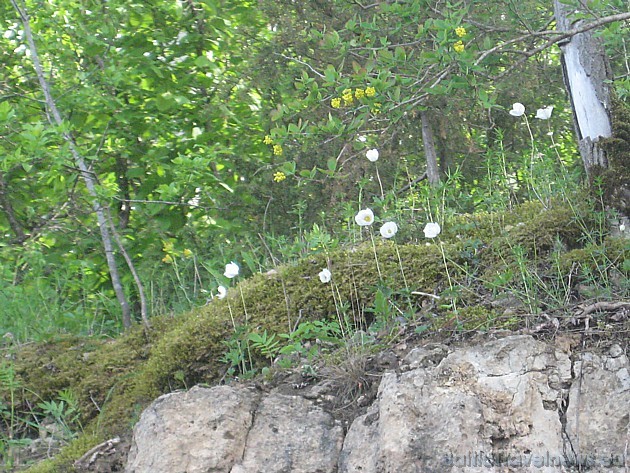 Daugavas anemones ir iekļautas aizsargājamo augu sarakstā 44670