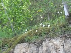 Daugavas anemones ir iekļautas aizsargājamo augu sarakstā 14