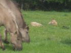 Savvaļas zirgu ķēvēm mazuļi parasti dzimst pavasarī - aprīlī, maijā 14