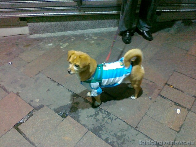 Buenosairesas suns futbolista tērpā. Mobilā telefona foto: www.relaksture.lv 45633