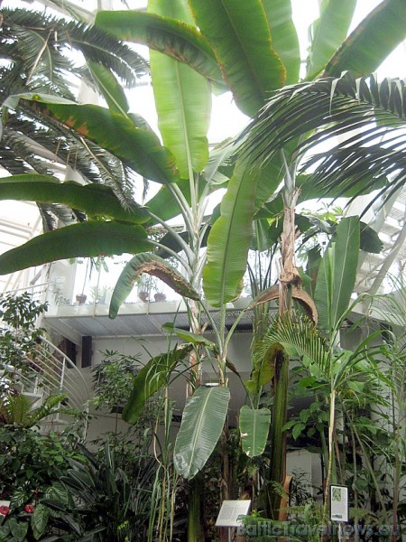 Zem stikla kupola atrodas pārsteidzoši daudz palmu – arī tādas sugas, kas pacieš mīnus grādus 45660
