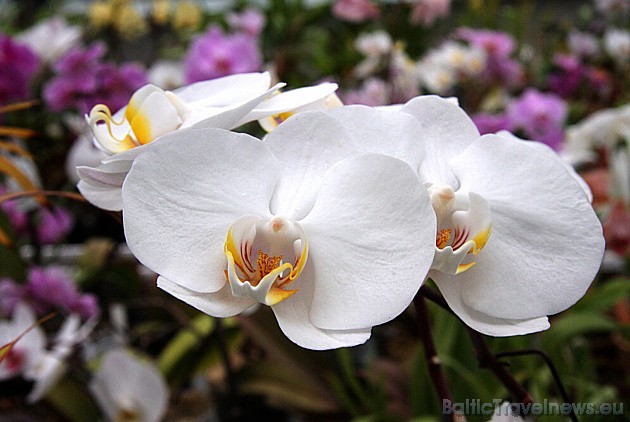 Botāniskā dārzā var apskatīt arī plašu orhideju kolekciju 45674