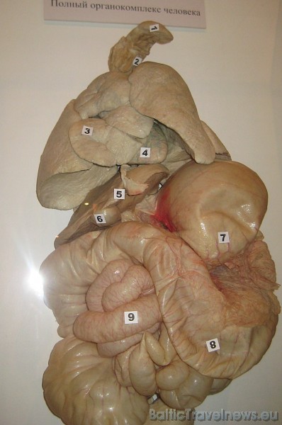 Cilvēka orgānu dabiskais lielums 45921