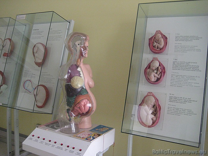 Sievietes - grūtnieces modelis parāda cilvēka orgānu izmaiņas un pozīciju maiņu 45924