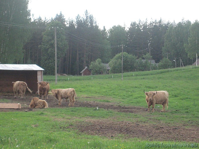 Parka lielākie dzīvnieki - Skotijas govis 46959