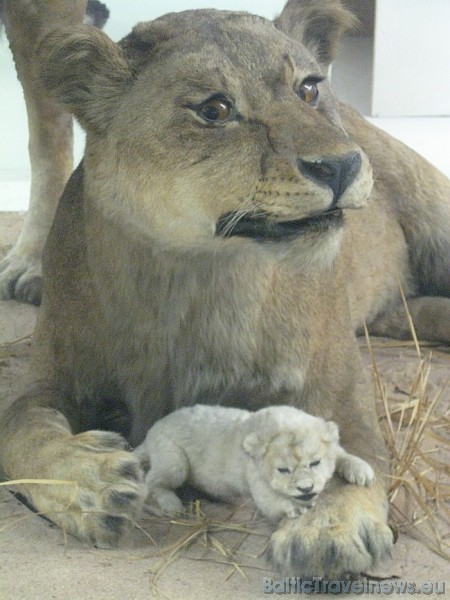Zooloģijas muzeja stacionārā ekspozīcija ir izvietota trijās zālēs 47076