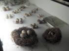 Putnu olas un ligzdas 11