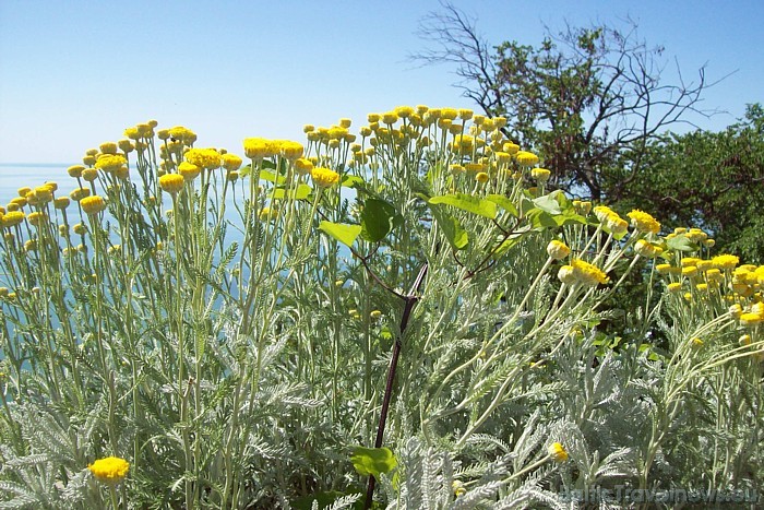 Botāniskais dārzs atrodas Balčikas kūrortpilsētā Melnās jūras krastā 47904