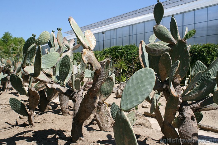 Balčikas botāniskajā dārzā apskatāma Eiropā otrā lielākā kaktusu kolekcija 47938