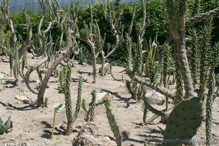 Kaktusu dārzs Balčikā 47939