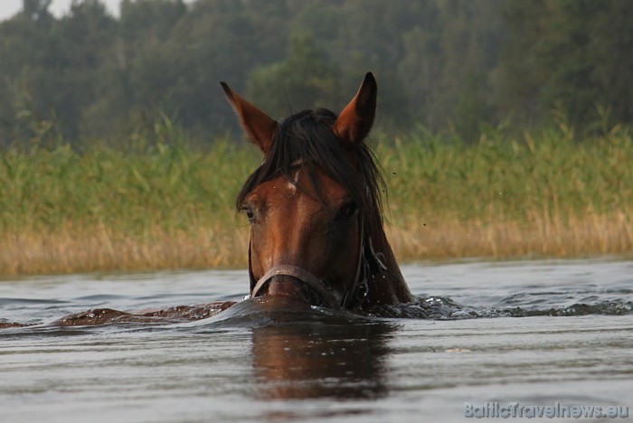 Zirgi ar lielu baudu izbauda peldi ezerā 48043