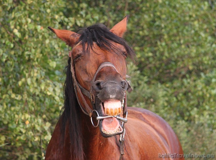 Zirgi arī smejas... 48049