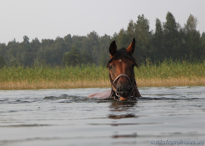 Vakaros var redzēt Sīvera ezerā zirgu peldes 48104