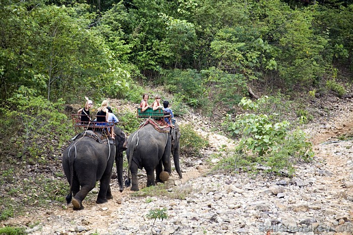 Izjādes ar labāko visurgājēju – ziloni - pieejamas arī tūristiem 48555