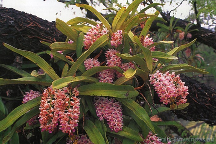 Īpašs piedzīvojums ziedu mīļotājus gaida Changkra savvaļas orhideju parkā 48557