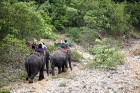 Izjādes ar labāko visurgājēju – ziloni - pieejamas arī tūristiem 16