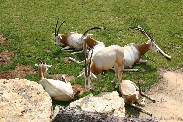 Antilopes Leipcigas zoo
Foto: Zoo Leipzig 48610