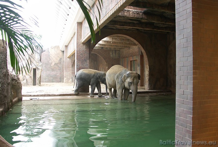 Ziloņu rīcībā ir baseins, kurā tie dodas nopeldēties
Foto: Zoo Leipzig 48612