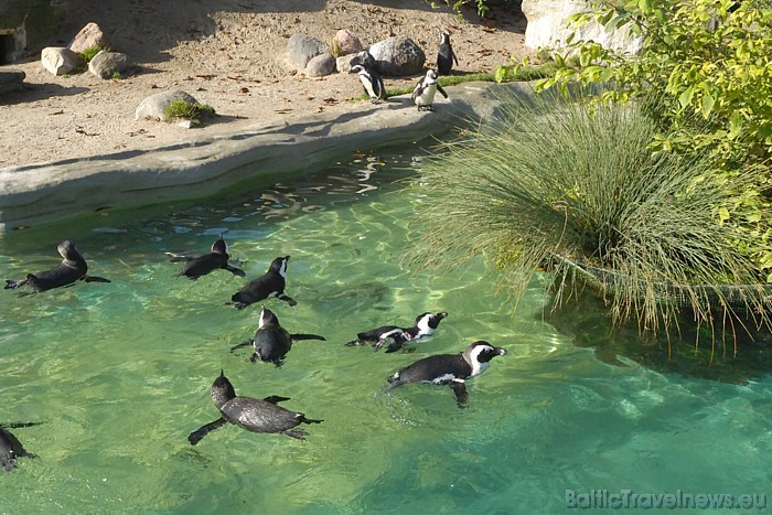 Pingvīnu mītne
Foto: Zoo Leipzig 48615