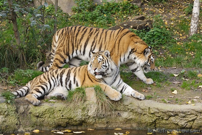 Tīģeru pāris mīt zoodārza plēsēju sektorā
Foto: Zoo Leipzig 48619