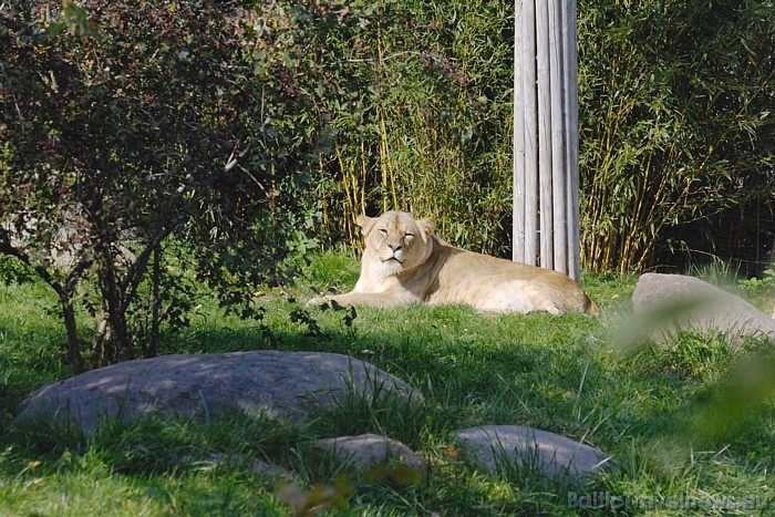 Lauvene Luena Leipcigā mitinās kopš 2003. gada
Foto: Zoo Leipzig 48620
