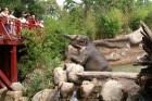 Mūsdienās Leipcigas zoo ir sadalīts sešos sektoros - sākotnējā zoodārzā, Āfrikas, Āzijas un Dienvidamerikas daļās, Pongo zemē, kā arī topošajā tropu z 3