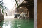 Ziloņu rīcībā ir baseins, kurā tie dodas nopeldēties
Foto: Zoo Leipzig 8