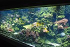 Akvārijā apskatāmi koraļļu rifi
Foto: Zoo Leipzig 13