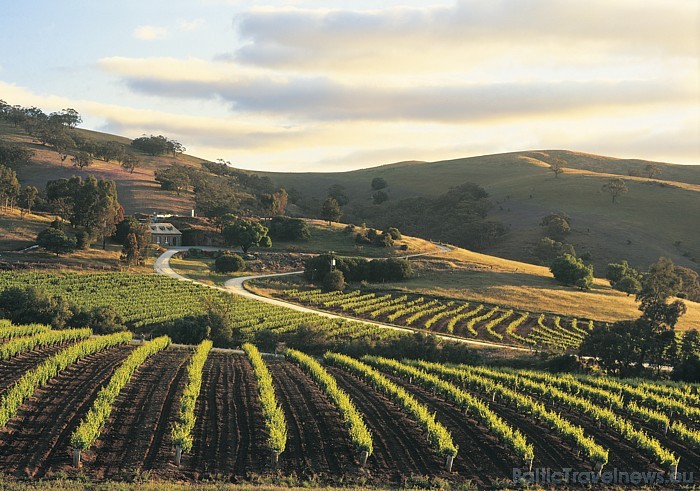 Daži no pasaules slavenākajiem vīna darīšanas reģioniem atrodas tieši Dienvidaustrālijā
Foto: SATC 49363