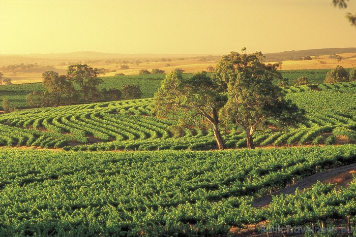 Austrālijas vīnu industrijā jau vairāk nekā 160 gadus dominē Dienvidaustrālijas vīni
Foto: SATC 49364