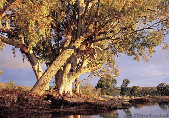 Austrālijā ir plaša augu daudzveidība un arī daudzi koki savvaļā ir atrodami tikai šajā kontinentā
Foto: SATC 49367