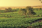 Austrālijas vīnu industrijā jau vairāk nekā 160 gadus dominē Dienvidaustrālijas vīni
Foto: SATC 13