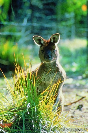 Protams, Austrālijas dzīvnieku pasaules vizītkarte ir veiklie somaiņi - ķenguri
Foto: SATC 49396